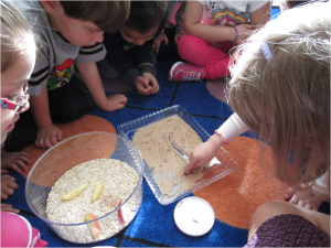 Setting up the baby beetle habitats – counting how many we have
